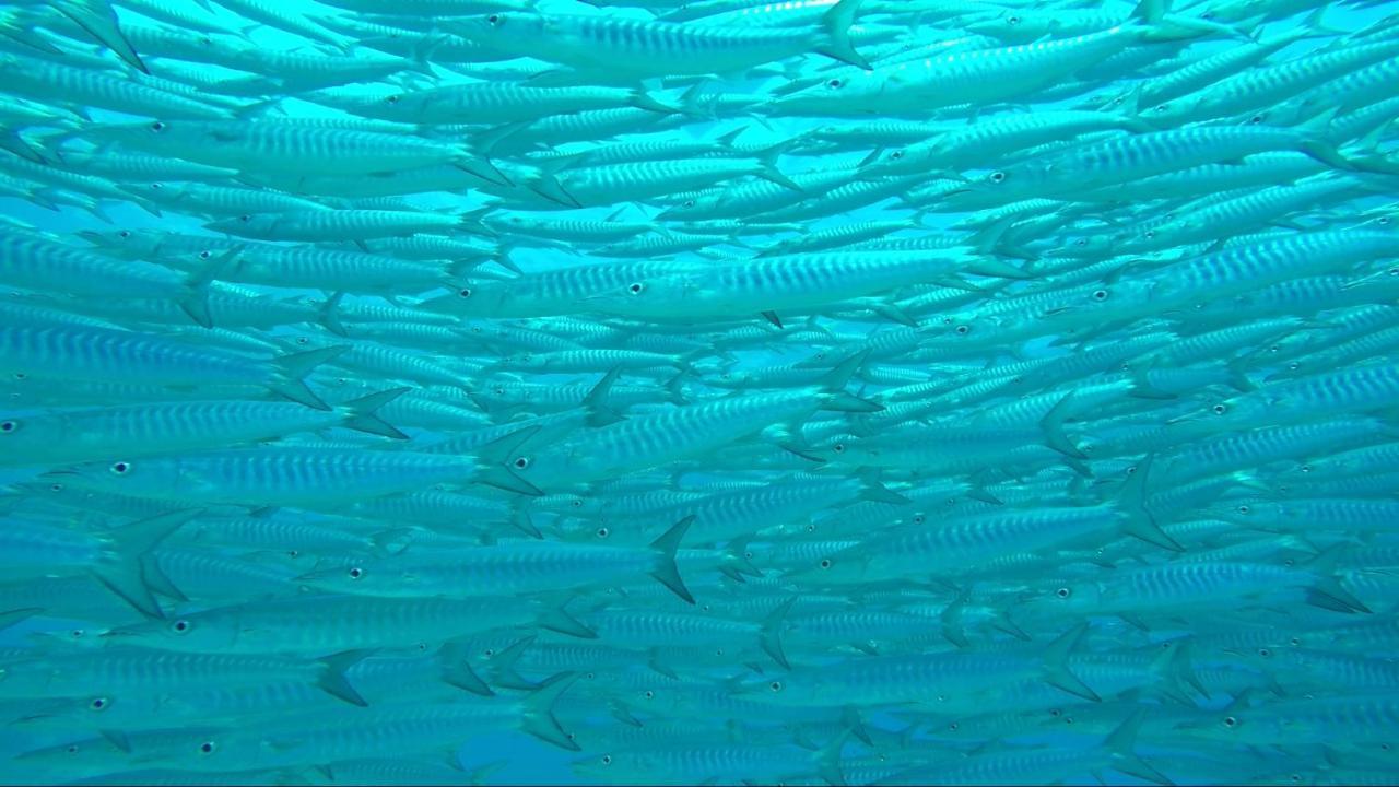 סאן ג'ואן Apo Diver Beach Resort מראה חיצוני תמונה