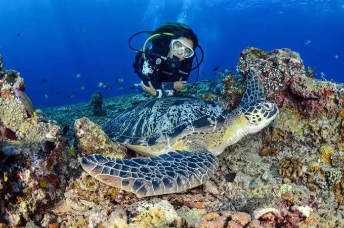 סאן ג'ואן Apo Diver Beach Resort מראה חיצוני תמונה
