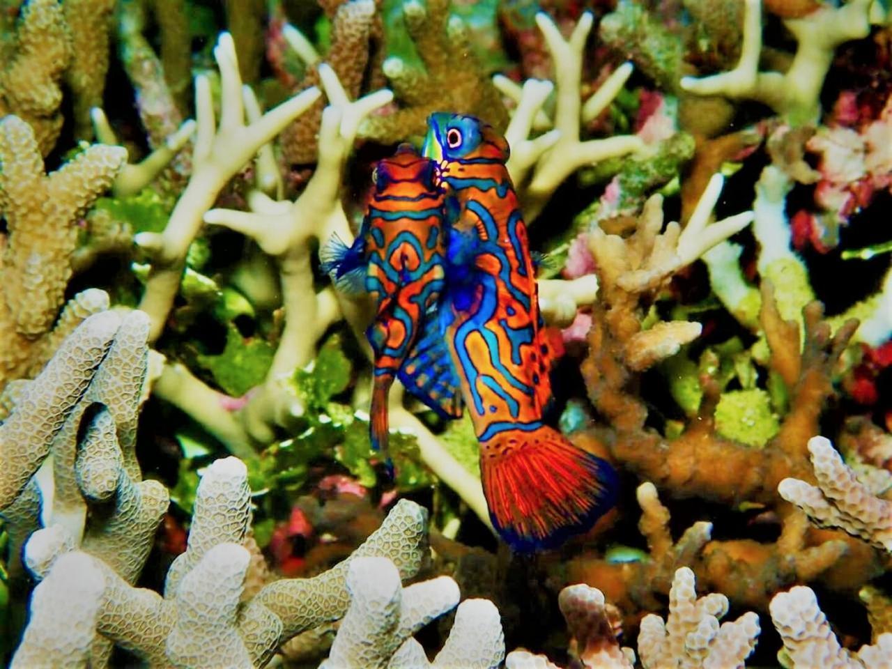 סאן ג'ואן Apo Diver Beach Resort מראה חיצוני תמונה